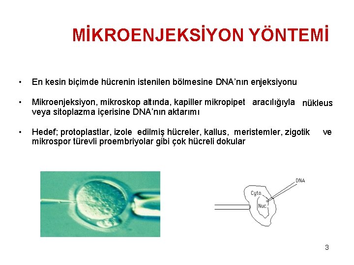 MİKROENJEKSİYON YÖNTEMİ • En kesin biçimde hücrenin istenilen bölmesine DNA’nın enjeksiyonu • Mikroenjeksiyon, mikroskop