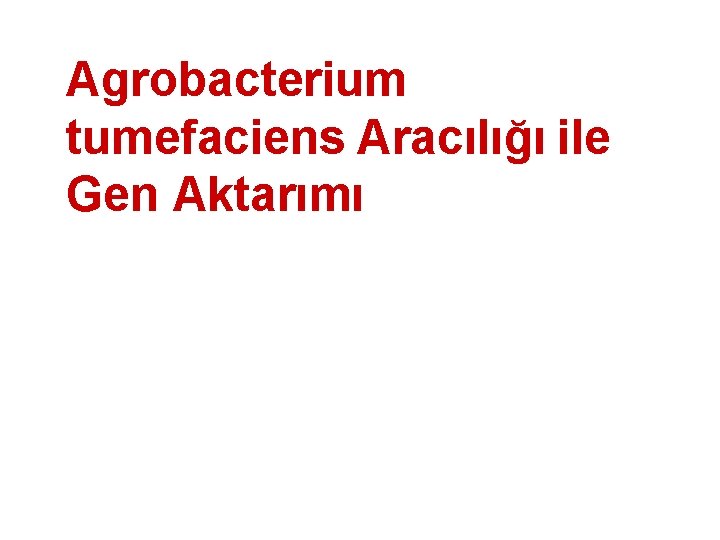 Agrobacterium tumefaciens Aracılığı ile Gen Aktarımı 