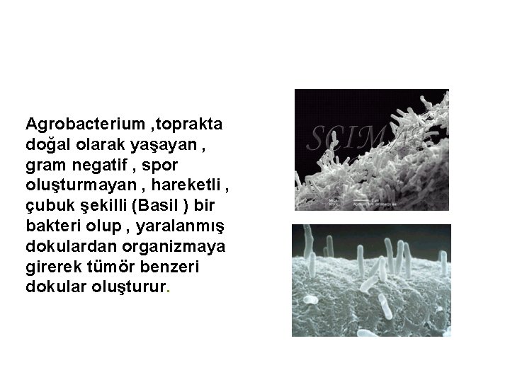 Agrobacterium , toprakta doğal olarak yaşayan , gram negatif , spor oluşturmayan , hareketli