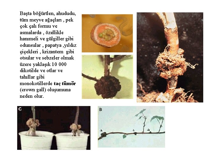 Başta böğürtlen, ahududu, tüm meyve ağaçları , pek çok çalı formu ve asmalarda ,