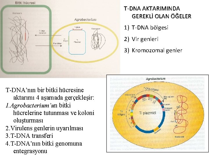 T-DNA AKTARIMINDA GEREKLİ OLAN ÖĞELER 1) T-DNA bölgesi 2) Vir genleri 3) Kromozomal genler