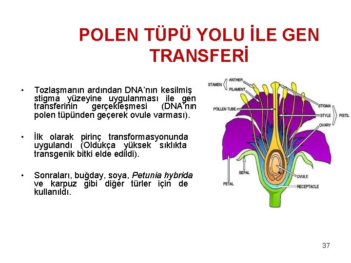 POLEN TÜPÜ YOLU İLE GEN TRANSFERİ • Tozlaşmanın ardından DNA’nın kesilmiş stigma yüzeyine uygulanması