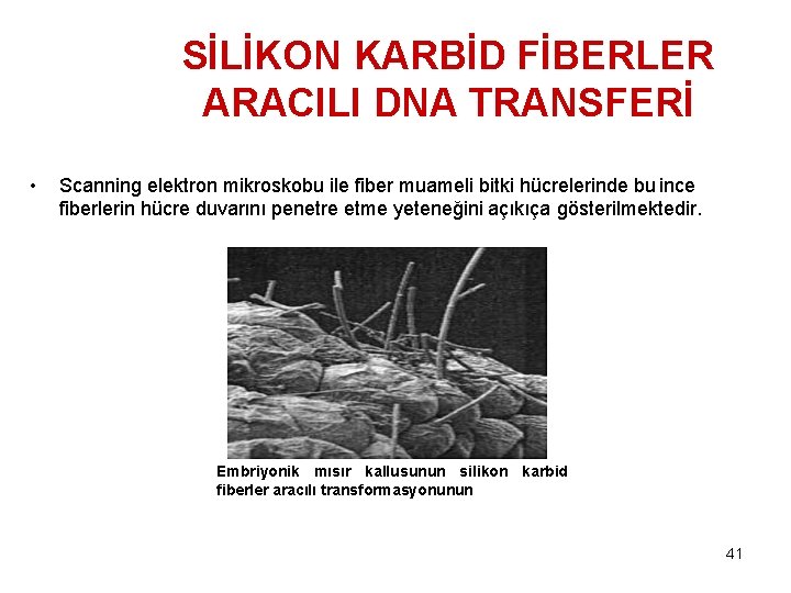 SİLİKON KARBİD FİBERLER ARACILI DNA TRANSFERİ • Scanning elektron mikroskobu ile fiber muameli bitki