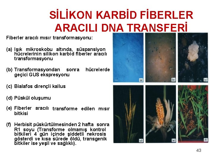 SİLİKON KARBİD FİBERLER ARACILI DNA TRANSFERİ Fiberler aracılı mısır transformasyonu: (a) Işık mikroskobu altında,