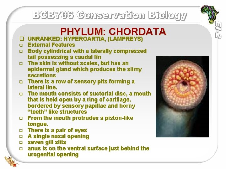 PHYLUM: CHORDATA q UNRANKED: HYPEROARTIA, (LAMPREYS) q External Features q Body cylindrical with a