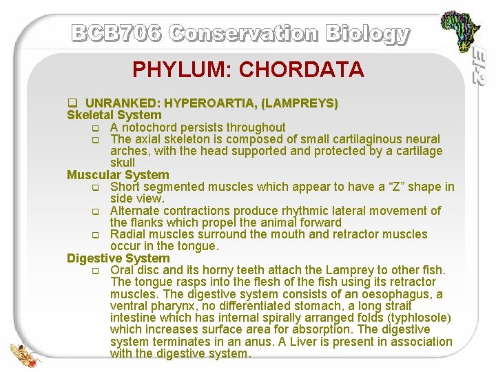 PHYLUM: CHORDATA q UNRANKED: HYPEROARTIA, (LAMPREYS) Skeletal System q A notochord persists throughout q