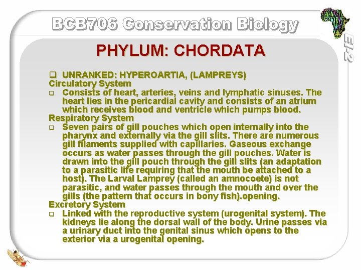 PHYLUM: CHORDATA q UNRANKED: HYPEROARTIA, (LAMPREYS) Circulatory System q Consists of heart, arteries, veins