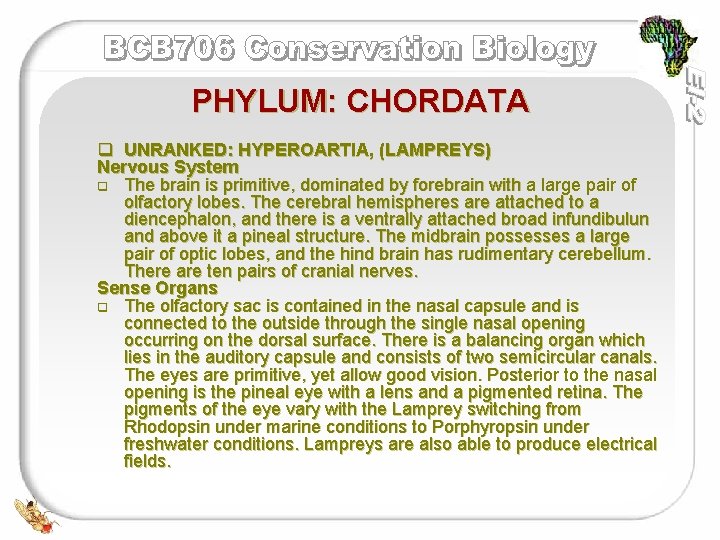 PHYLUM: CHORDATA q UNRANKED: HYPEROARTIA, (LAMPREYS) Nervous System q The brain is primitive, dominated