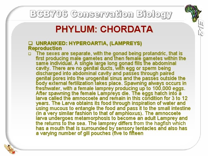 PHYLUM: CHORDATA q UNRANKED: HYPEROARTIA, (LAMPREYS) Reproduction q The sexes are separate, with the