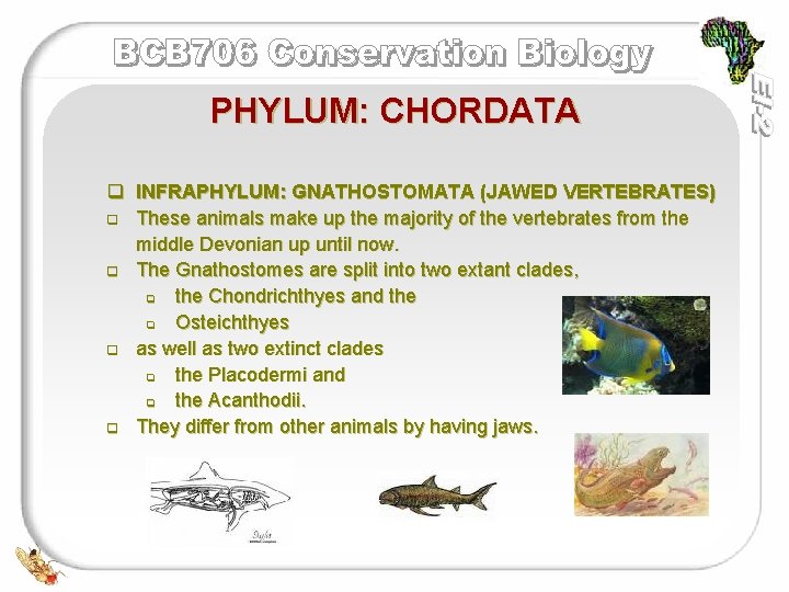 PHYLUM: CHORDATA q INFRAPHYLUM: GNATHOSTOMATA (JAWED VERTEBRATES) q These animals make up the majority