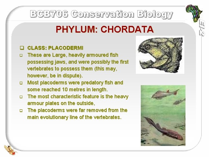 PHYLUM: CHORDATA q CLASS: PLACODERMI q These are Large, heavily armoured fish possessing jaws,