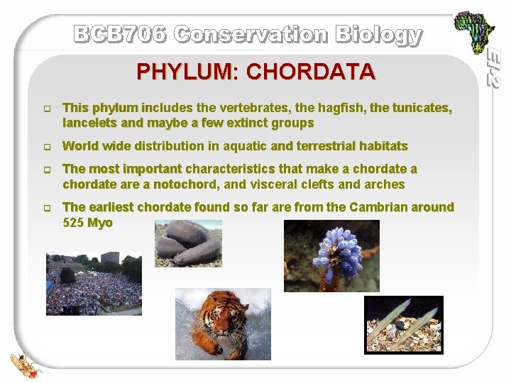 PHYLUM: CHORDATA q This phylum includes the vertebrates, the hagfish, the tunicates, lancelets and