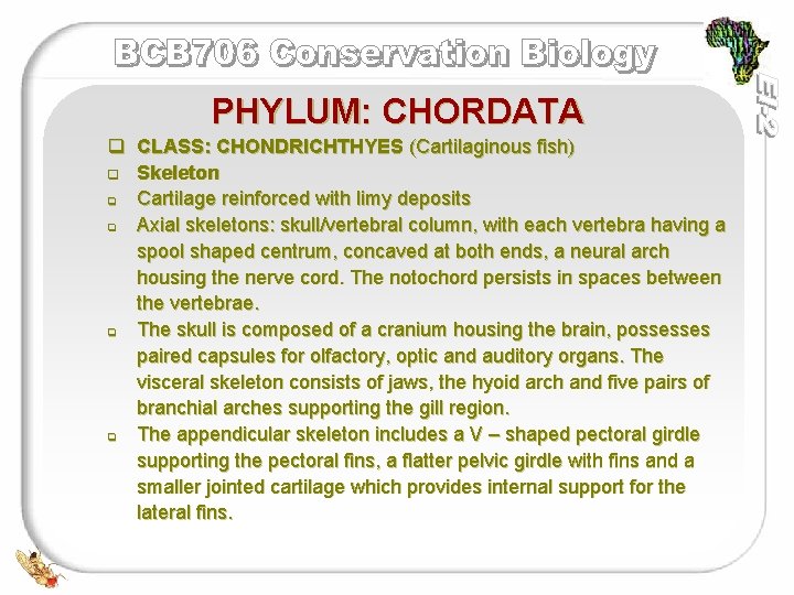 PHYLUM: CHORDATA q CLASS: CHONDRICHTHYES (Cartilaginous fish) q Skeleton q Cartilage reinforced with limy