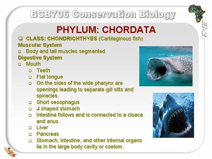 PHYLUM: CHORDATA q CLASS: CHONDRICHTHYES (Cartilaginous fish) Muscular System q Body and tail muscles