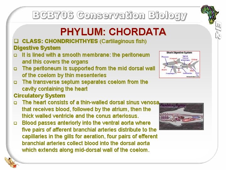 PHYLUM: CHORDATA q CLASS: CHONDRICHTHYES (Cartilaginous fish) Digestive System q It is lined with