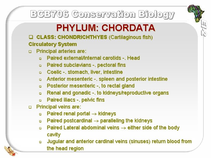 PHYLUM: CHORDATA q CLASS: CHONDRICHTHYES (Cartilaginous fish) Circulatory System q Principal arteries are: q