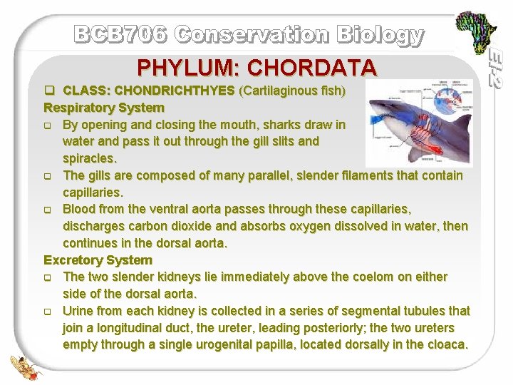 PHYLUM: CHORDATA q CLASS: CHONDRICHTHYES (Cartilaginous fish) Respiratory System q By opening and closing