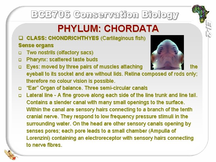 PHYLUM: CHORDATA q CLASS: CHONDRICHTHYES (Cartilaginous fish) Sense organs q Two nostrils (olfactory sacs)