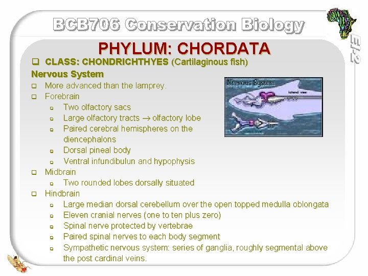 PHYLUM: CHORDATA q CLASS: CHONDRICHTHYES (Cartilaginous fish) Nervous System q q More advanced than
