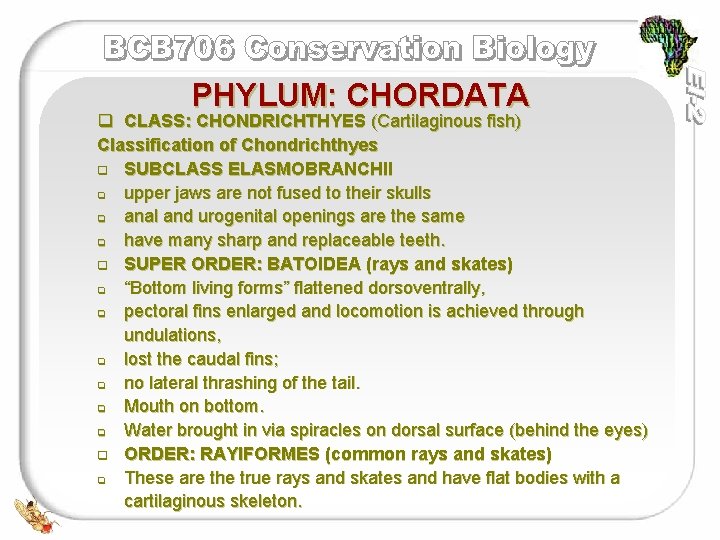 PHYLUM: CHORDATA q CLASS: CHONDRICHTHYES (Cartilaginous fish) Classification of Chondrichthyes q SUBCLASS ELASMOBRANCHII q