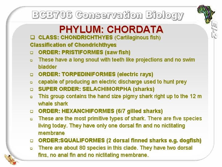 PHYLUM: CHORDATA q CLASS: CHONDRICHTHYES (Cartilaginous fish) Classification of Chondrichthyes q ORDER: PRISTIFORMES (saw