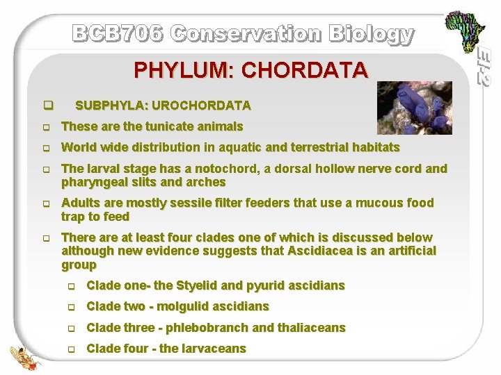 PHYLUM: CHORDATA q SUBPHYLA: UROCHORDATA q These are the tunicate animals q World wide