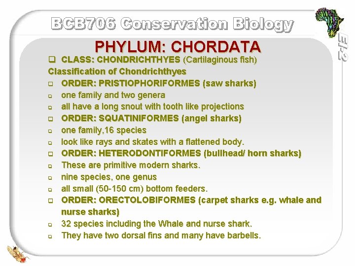 PHYLUM: CHORDATA q CLASS: CHONDRICHTHYES (Cartilaginous fish) Classification of Chondrichthyes q ORDER: PRISTIOPHORIFORMES (saw