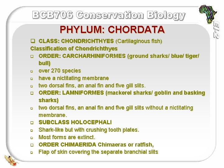 PHYLUM: CHORDATA q CLASS: CHONDRICHTHYES (Cartilaginous fish) Classification of Chondrichthyes q ORDER: CARCHARHINIFORMES (ground