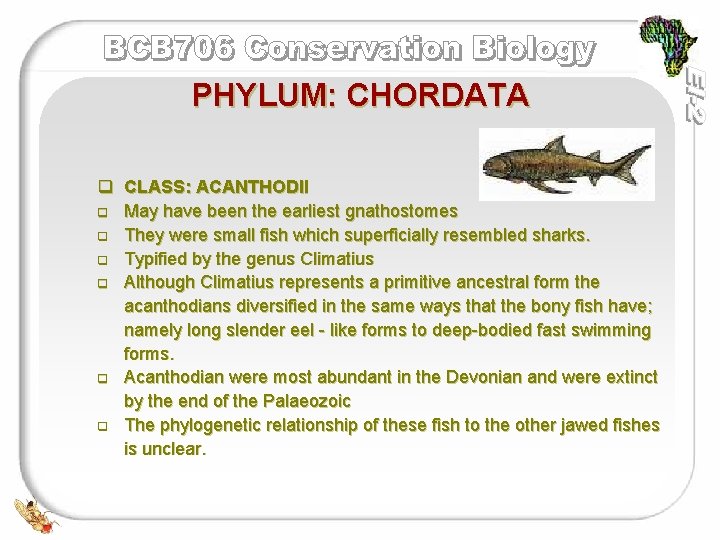 PHYLUM: CHORDATA q CLASS: ACANTHODII q May have been the earliest gnathostomes q They