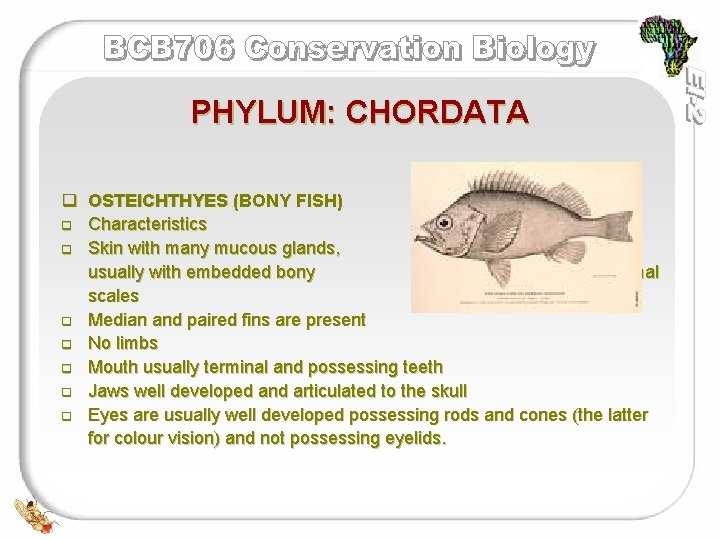 PHYLUM: CHORDATA q OSTEICHTHYES (BONY FISH) q Characteristics q Skin with many mucous glands,