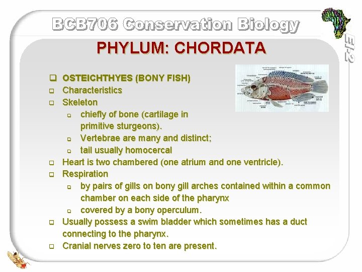 PHYLUM: CHORDATA q OSTEICHTHYES (BONY FISH) q Characteristics q Skeleton q chiefly of bone