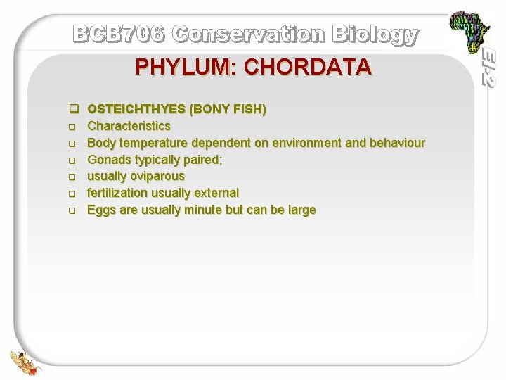 PHYLUM: CHORDATA q OSTEICHTHYES (BONY FISH) q Characteristics q Body temperature dependent on environment