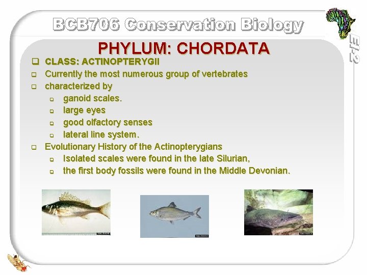 PHYLUM: CHORDATA q CLASS: ACTINOPTERYGII q Currently the most numerous group of vertebrates q