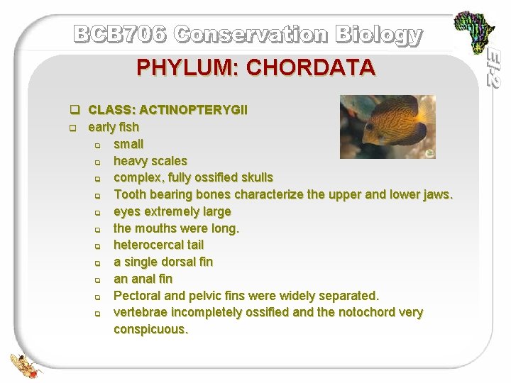 PHYLUM: CHORDATA q CLASS: ACTINOPTERYGII q early fish q small q heavy scales q
