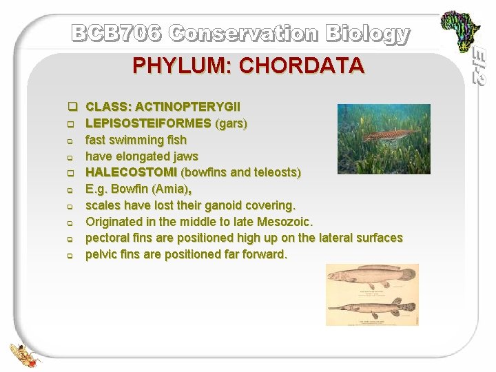 PHYLUM: CHORDATA q CLASS: ACTINOPTERYGII q LEPISOSTEIFORMES (gars) q fast swimming fish q have