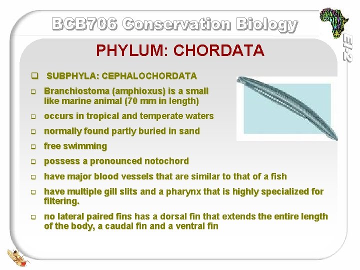 PHYLUM: CHORDATA q SUBPHYLA: CEPHALOCHORDATA q Branchiostoma (amphioxus) is a small like marine animal