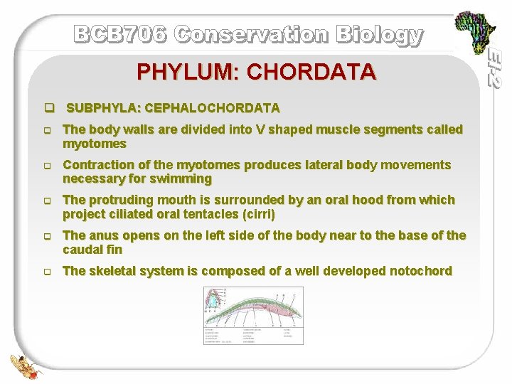 PHYLUM: CHORDATA q SUBPHYLA: CEPHALOCHORDATA q The body walls are divided into V shaped