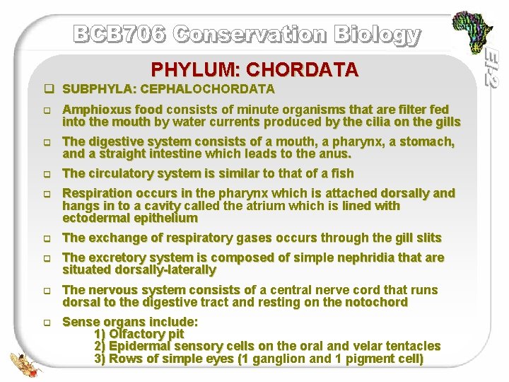 PHYLUM: CHORDATA q SUBPHYLA: CEPHALOCHORDATA q Amphioxus food consists of minute organisms that are