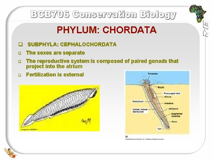 PHYLUM: CHORDATA q SUBPHYLA: CEPHALOCHORDATA q The sexes are separate q The reproductive system