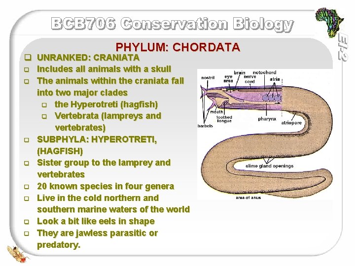 PHYLUM: CHORDATA q UNRANKED: CRANIATA q Includes all animals with a skull q The