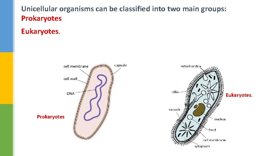 Unicellular organisms can be classified into two main groups: Prokaryotes Eukaryotes. Prokaryotes 