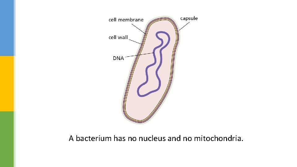 A bacterium has no nucleus and no mitochondria. 
