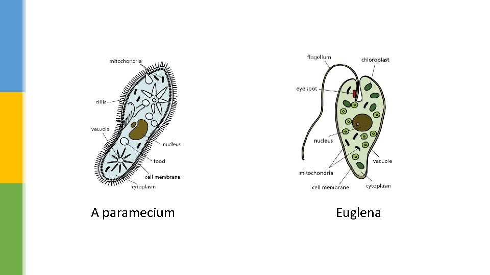 A paramecium Euglena 