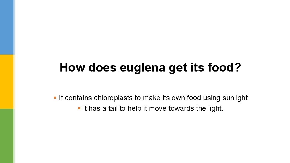 How does euglena get its food? § It contains chloroplasts to make its own