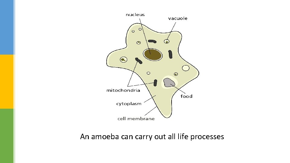 An amoeba can carry out all life processes 