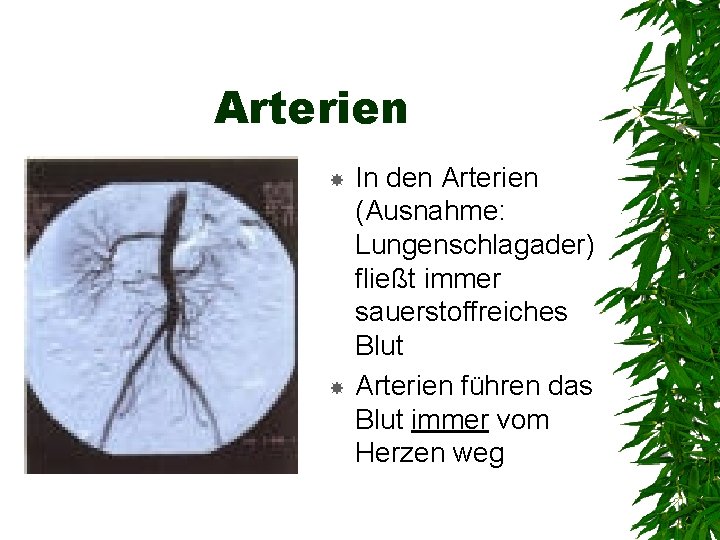 Arterien In den Arterien (Ausnahme: Lungenschlagader) fließt immer sauerstoffreiches Blut Arterien führen das Blut