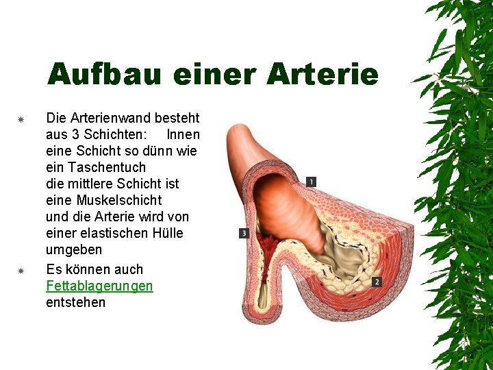 Aufbau einer Arterie Die Arterienwand besteht aus 3 Schichten: Innen eine Schicht so dünn