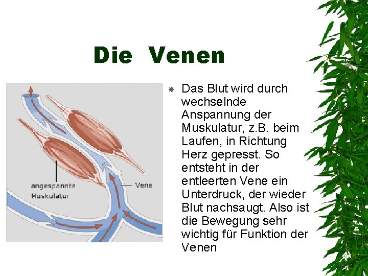 Die Venen Das Blut wird durch wechselnde Anspannung der Muskulatur, z. B. beim Laufen,