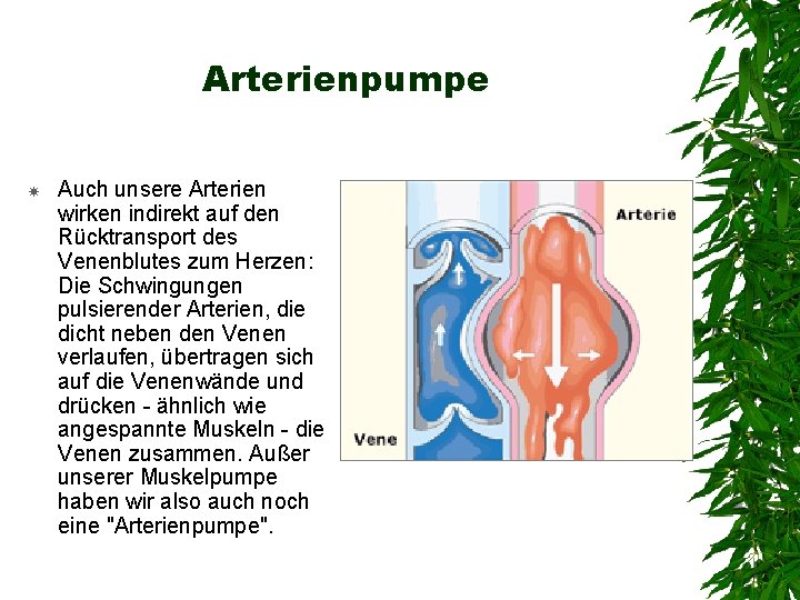 Arterienpumpe Auch unsere Arterien wirken indirekt auf den Rücktransport des Venenblutes zum Herzen: Die