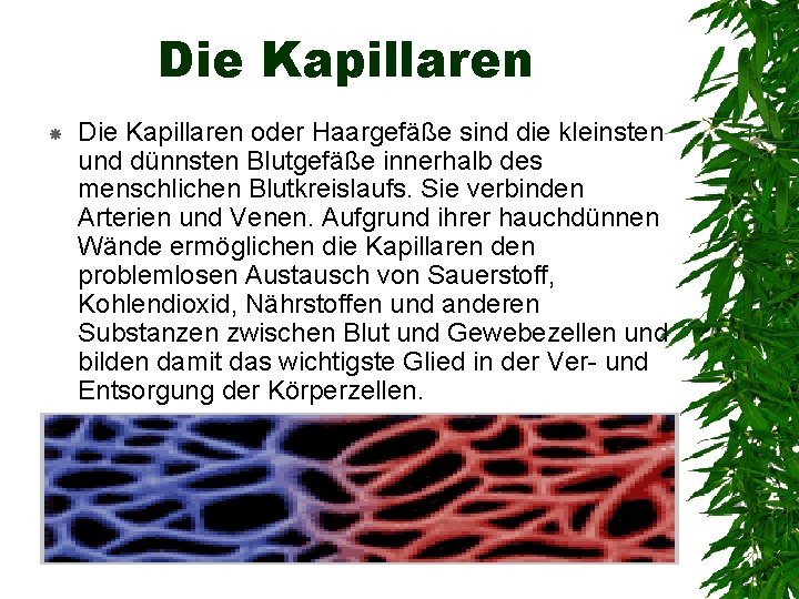 Die Kapillaren oder Haargefäße sind die kleinsten und dünnsten Blutgefäße innerhalb des menschlichen Blutkreislaufs.